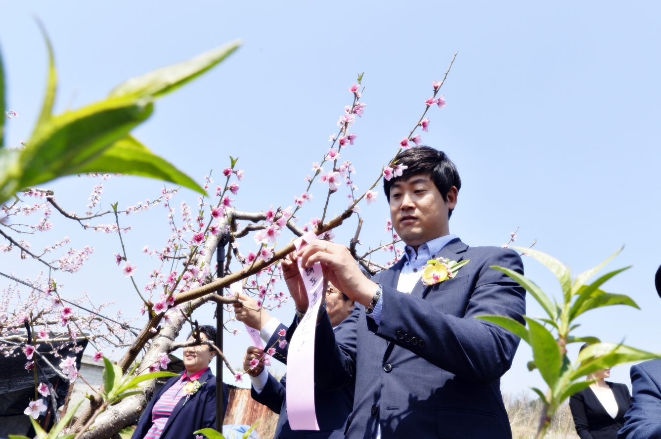 제15회 세종 조치원복숭아 봄곷 축제_5